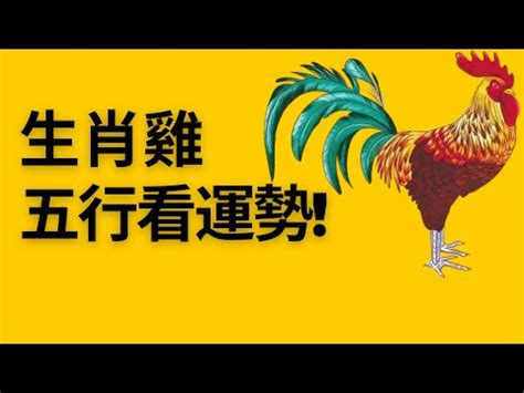 生肖雞 五行|屬雞的人在五行中屬於哪一類？詳細解讀與分析